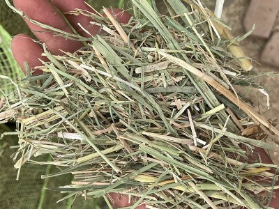青干草牧草饲料干青草 牛羊草料芦苇草干草植物性饲料图4