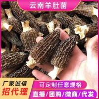 云南高原羊肚菌干货菌汤包食材人工菌菇煲汤产地批发