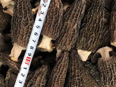 云南高原羊肚菌干货菌汤包食材人工菌菇煲汤产地批发图3