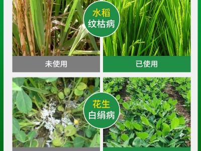 水稻纹枯病噻呋酰胺噻呋酰铵噻呋酰氨噻呋先胺 农药纹枯病杀菌剂图2