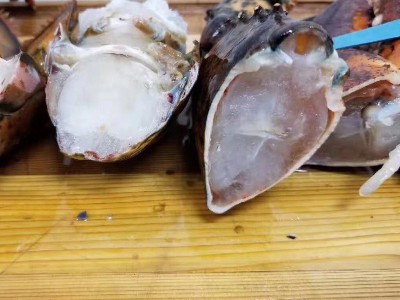 现货供应保税区冷冻海鲜波士顿龙虾 进口冷冻龙虾 支持定制图4