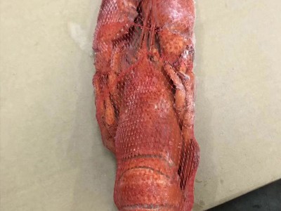 现货供应保税区冷冻海鲜波士顿龙虾 进口冷冻龙虾 支持定制图5