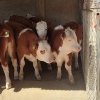 小牛犊子活体西门塔尔牛3-6个月贵州母牛肉牛犊出售云南湖南大型