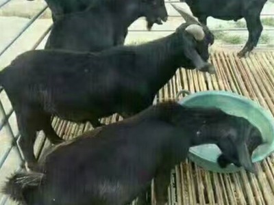 出售羊苗 黑山羊活体 羊羔 孕羊多少钱一只 黑山羊图4