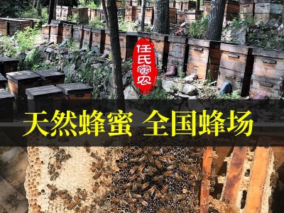 4瓶装500g蜂蜜纯正天然农家自产枣花峰蜜百花蜜洋槐蜜深山正宗原图4