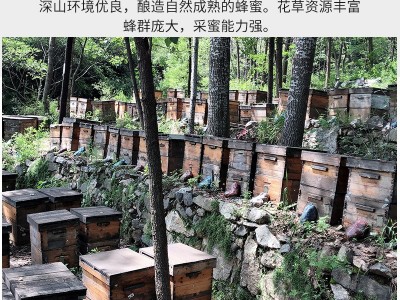 荆条蜜结晶蜂蜜蜂蜜500g瓶团购送礼深山农家自产荆花蜂蜜源头工厂图5