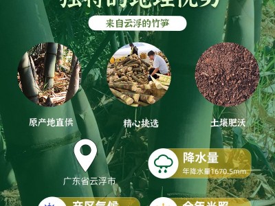 云浮特产 新鲜竹笋 脆口笋丝 云浮笋清水笋丝春笋厂家直供批发图4