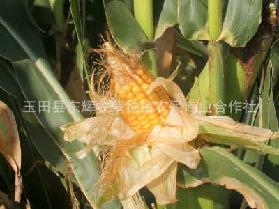厂家全株玉米青贮饲料 乳酸菌发酵全株玉米饲料图3