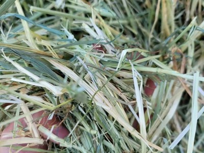 燕麦草 国产牧草饲料牛羊马牧草颜色嫩适口性强提摩西草图2