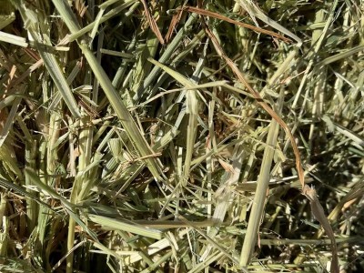 燕麦草 国产牧草饲料牛羊马牧草颜色嫩适口性强提摩西草图3