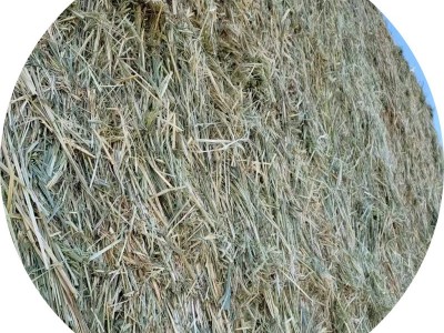 燕麦草 国产牧草饲料牛羊马牧草颜色嫩适口性强提摩西草图5