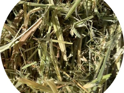 燕麦草 国产牧草饲料牛羊马牧草颜色嫩适口性强提摩西草图4