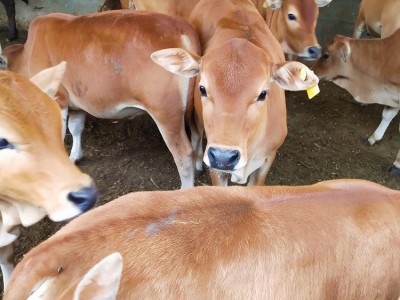 杂交改良肉牛价格优惠利木赞牛肉牛小牛犊鲁西黄牛养殖场图3