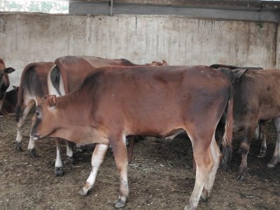 杂交改良肉牛价格优惠利木赞牛肉牛小牛犊鲁西黄牛养殖场图4