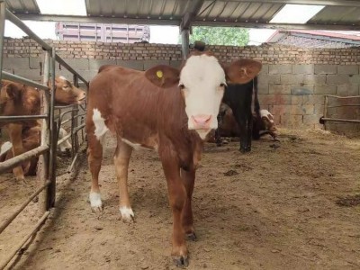 杂交改良肉牛价格优惠利木赞牛肉牛小牛犊鲁西黄牛养殖场图2