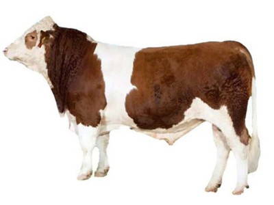 杂交改良肉牛价格优惠利木赞牛肉牛小牛犊鲁西黄牛养殖场图5