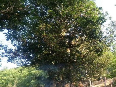 咏普号 野生古树白茶 老白茶 自然晾干 不炒不揉 不见阳光图4
