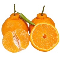 正宗春见耙耙柑原生态柑橘子现摘新鲜水果3斤5斤8斤9斤装一件代发