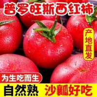 四川攀枝花米易沙瓤蕃茄现摘现发新鲜生吃爆汁整箱包邮