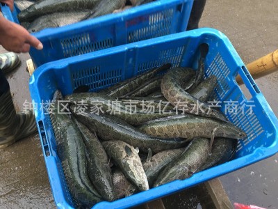 大量供应批发淡水养殖新鲜活水产 乌鳢 黑鱼 财鱼 餐饮酒店直供图1