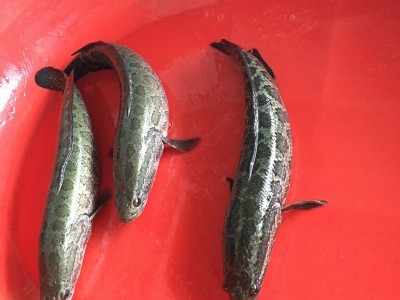大量供应批发淡水养殖新鲜活水产 乌鳢 黑鱼 财鱼 餐饮酒店直供图2