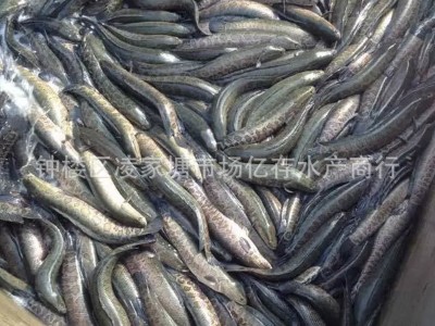 大量供应批发淡水养殖新鲜活水产 乌鳢 黑鱼 财鱼 餐饮酒店直供图3