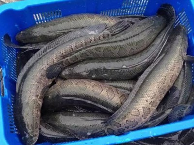 大量长期供应苏浙鲁沪地区 黑鱼 成鱼 生态养殖淡水黑鱼 活鱼乌鱼图1