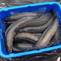 大量长期供应苏浙鲁沪地区 黑鱼 成鱼 生态养殖淡水黑鱼 活鱼乌鱼