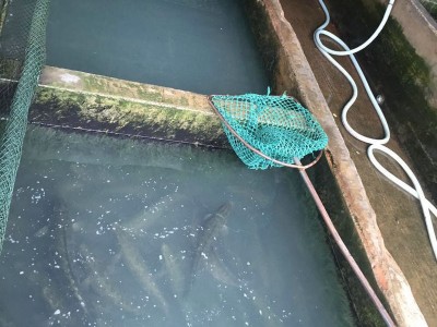 大量长期供应苏浙鲁沪地区 黑鱼 成鱼 生态养殖淡水黑鱼 活鱼乌鱼图3