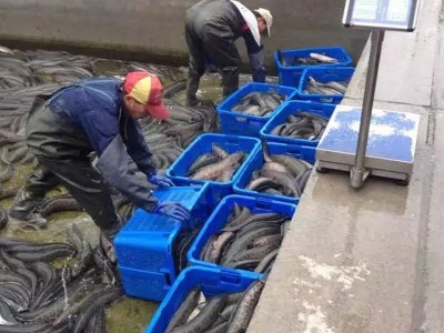 大量长期供应苏浙鲁沪地区 黑鱼 成鱼 生态养殖淡水黑鱼 活鱼乌鱼图2