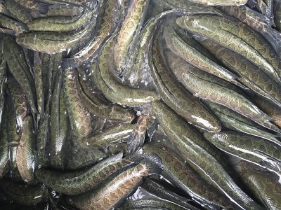 大量长期供应苏浙鲁沪地区 黑鱼 成鱼 生态养殖淡水黑鱼 活鱼乌鱼图4