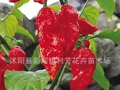 蔬菜种子 魔鬼椒种子 鬼椒种子断魂椒种子辣辣椒种植图2