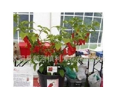 蔬菜种子 魔鬼椒种子 鬼椒种子断魂椒种子辣辣椒种植图3