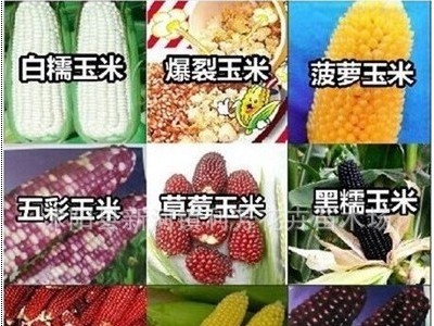 蔬菜种子夏季种 玉米种子 菠萝/水果/草莓玉米 甜/黑/糯玉米盆栽图5