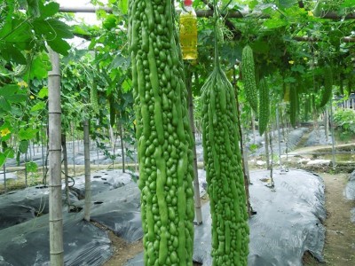 长绿苦瓜种子 夏季庭院阳台盆栽蔬果瓜果蔬菜籽蔬菜种子图3