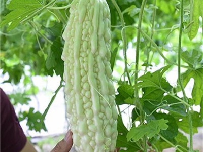 长绿苦瓜种子 夏季庭院阳台盆栽蔬果瓜果蔬菜籽蔬菜种子图5
