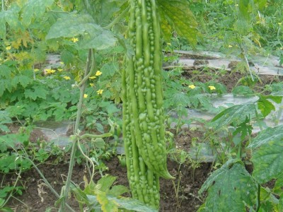 长绿苦瓜种子 夏季庭院阳台盆栽蔬果瓜果蔬菜籽蔬菜种子图2