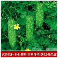 长绿苦瓜种子 夏季庭院阳台盆栽蔬果瓜果蔬菜籽蔬菜种子