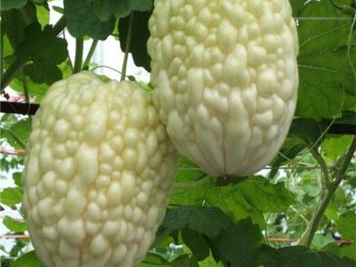 长绿苦瓜种子 夏季庭院阳台盆栽蔬果瓜果蔬菜籽蔬菜种子图4
