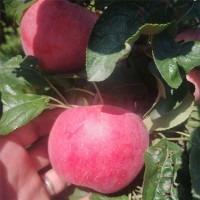 新品种红色之爱苹果树苗当年结果 地栽盆栽庭院种植苹果树苗