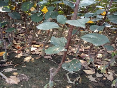 新品种红色之爱苹果树苗当年结果 地栽盆栽庭院种植苹果树苗图5