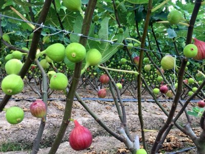 基地批发无花果苗 波姬红无花果苗 波姬红无花果小树苗 量大优惠图4
