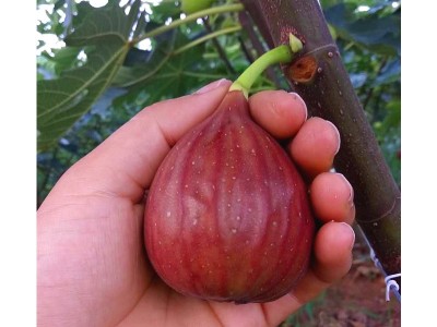 基地批发无花果苗 波姬红无花果苗 波姬红无花果小树苗 量大优惠图5