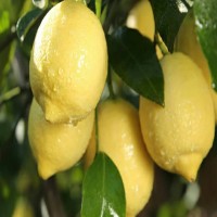 基地批发尤力克柠檬苗 香水柠檬树苗 四季柠檬 盆栽地栽苗
