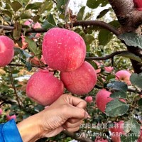苹果苗树四季果树红富士地栽嫁接 南北方种植盆栽苹果树苗圃 量大
