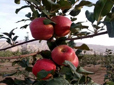 苹果苗树四季果树红富士地栽嫁接 南北方种植盆栽苹果树苗圃 量大图4