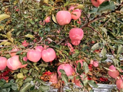 苹果苗树四季果树红富士地栽嫁接 南北方种植盆栽苹果树苗圃 量大图3