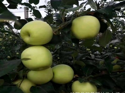 苹果苗树四季果树红富士地栽嫁接 南北方种植盆栽苹果树苗圃 量大图2