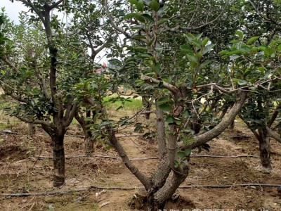 苗圃柿子树 日本甜柿树柿子树嫁接柿子树规格齐全成活率高图3