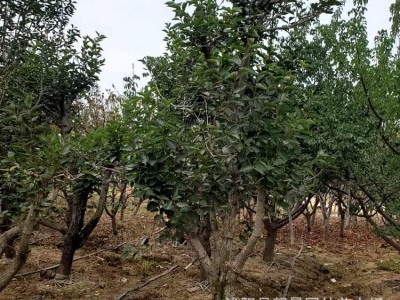 苗圃柿子树 日本甜柿树柿子树嫁接柿子树规格齐全成活率高图2
